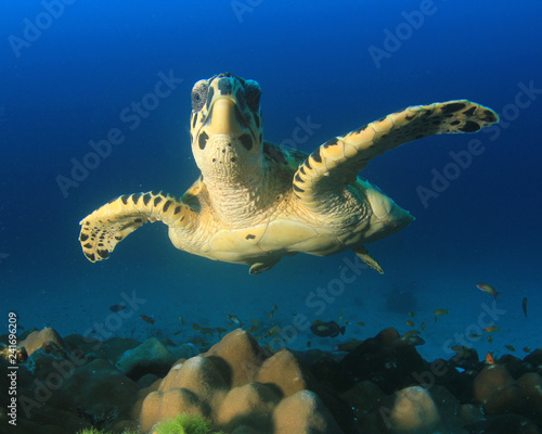 Hawksbill Sea Turtle  © Richard Carey