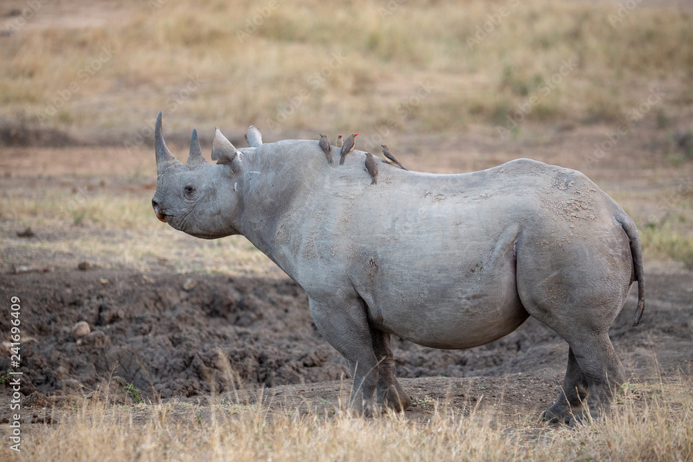 Black rhino standing to attention Black rhino standing to attention