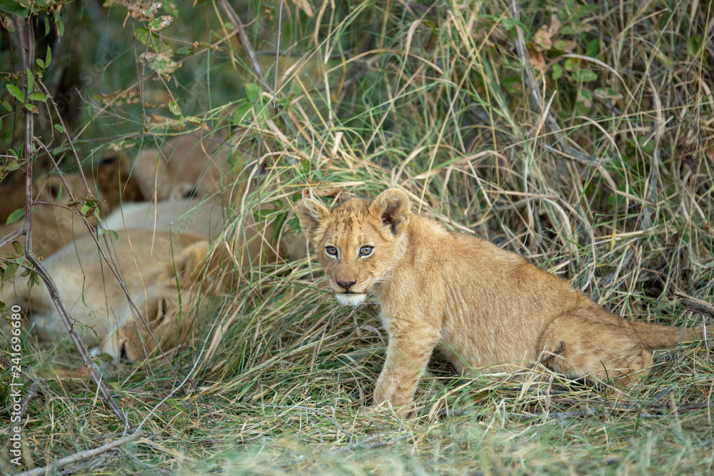 Lion cub looking straight at the camera sitting in long grass Lion cub looking straight at the camera sitting in long grass