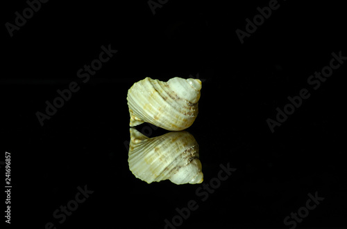 Sea shell black background reflection 