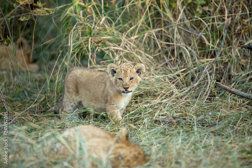 Quadro su tela Lion cub looking straight at the camera sitting in long grass