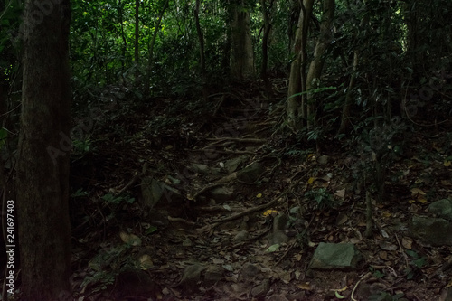 Walking path in the forest