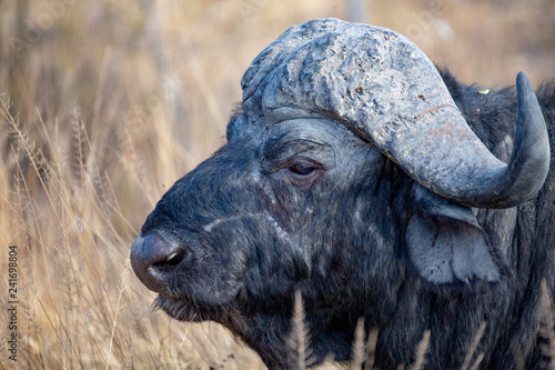 Φωτογραφία Buffalo bull in winter
