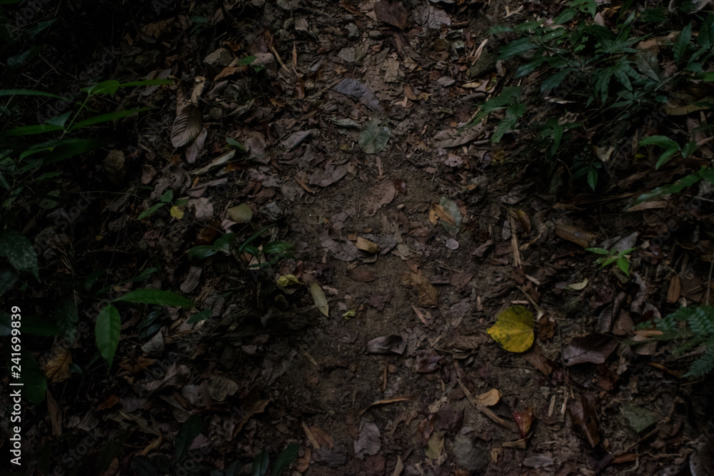 walking path in the forest. walking path in the forest.
