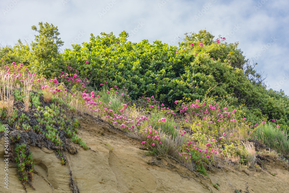 Flower landscape in the cliffs of England.