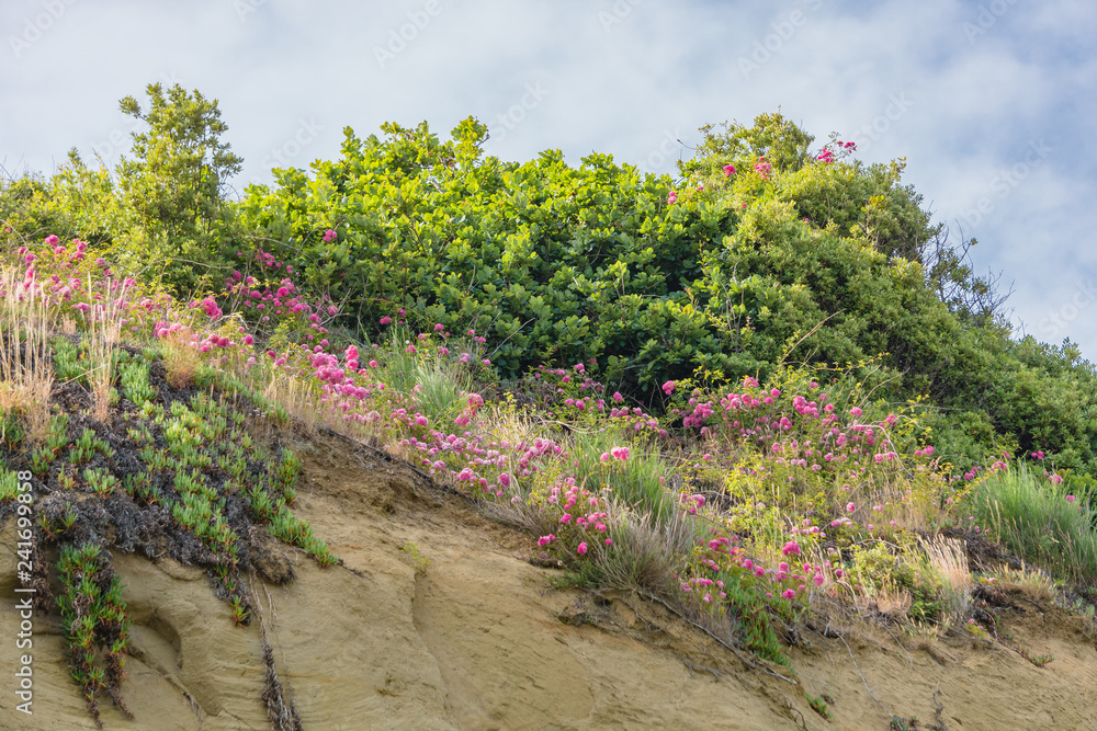 Flower landscape in the cliffs of England. Flower landscape in the cliffs of England.