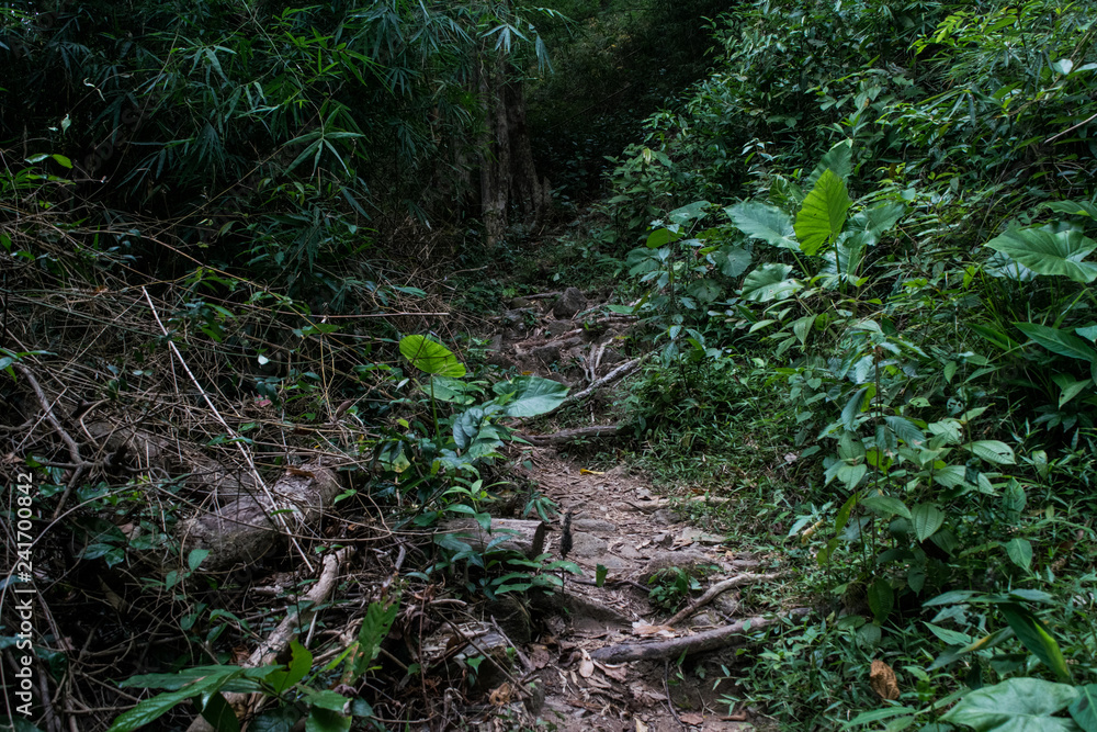 walking path in the forest. walking path in the forest.