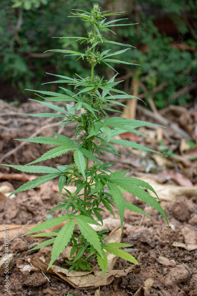 Obraz premium Marijuana