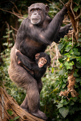 Fototapeta Naklejka Na Ścianę i Meble -  Chimpanzee Mother and Child