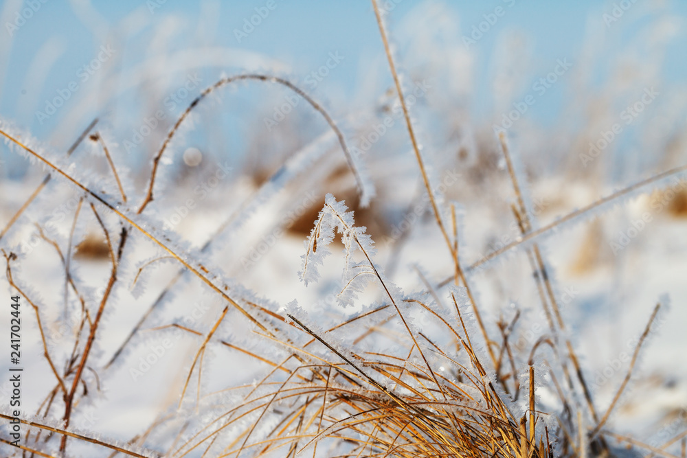 Fototapeta premium Grass with white frost.