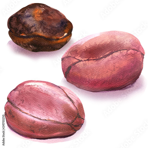 whole cola nuts, kola nut, african fruit, bitter kola, nigerian traditional food, closeup, isolated, hand drawn watercolor illustration on white background
