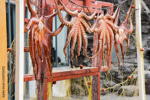 Mediterranean Octopus in Santorini island, Greece