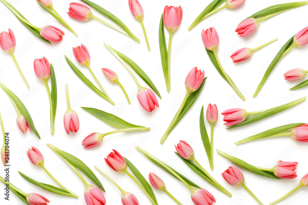 Fototapeta Wzór różowy tulipan na białym bacjkground.