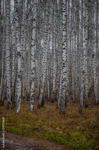 white birch trees in late autumn