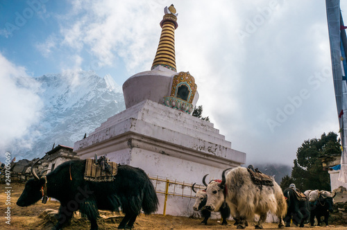 Yaks near Buddhist stupa in Sagarmatha, Nepal