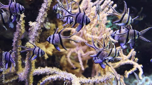 group of cardinal fish of Banggai in aquarium photo