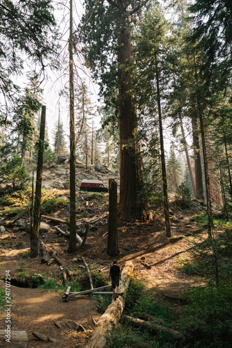 Van in Sequoia Forest
