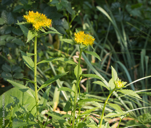 yellow flowers in the park