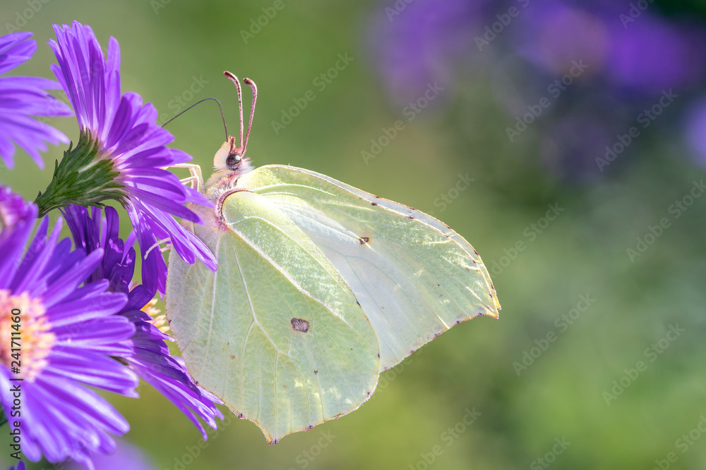 Gonepteryx rhamni - common brimstone butterfly with an aster Gonepteryx rhamni - common brimstone butterfly with an aster