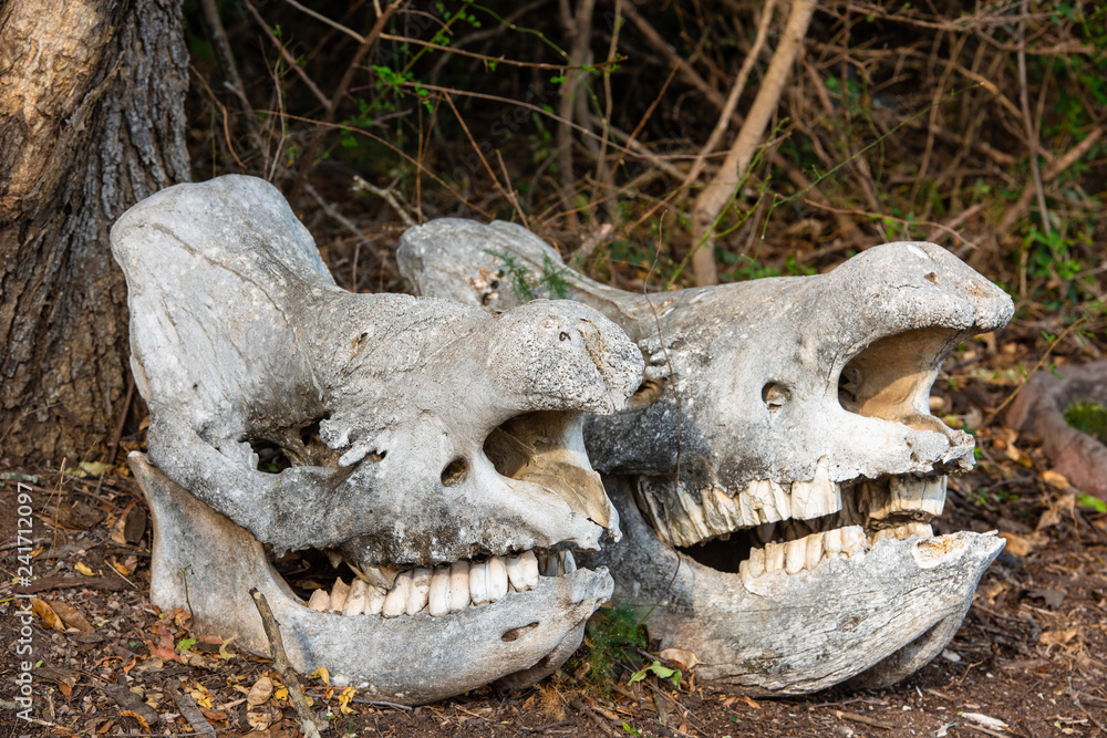 Two massive rhino skulls in the savannah of South Africa Two massive rhino skulls in the savannah of South Africa