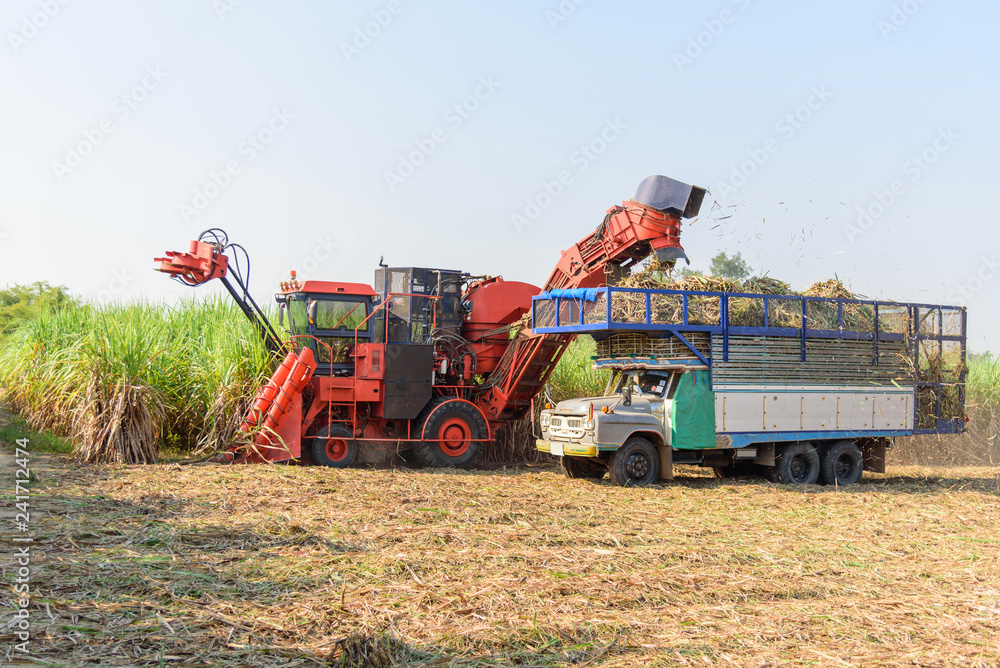 Fototapeta premium harvest the sugarcane by Sugarcane harvester 