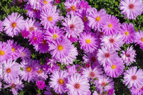 Pink aster flowers in the garden © manfredxy