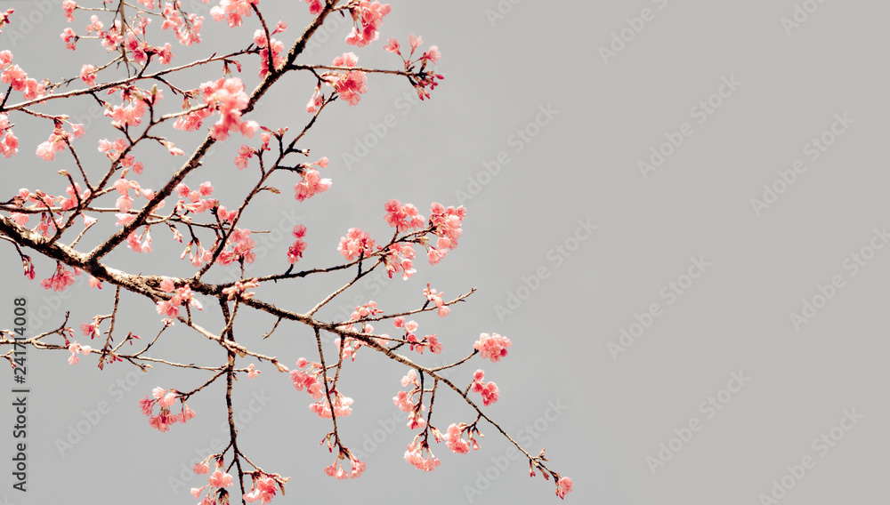 Branch of Cherry blossom on vintage color sky.