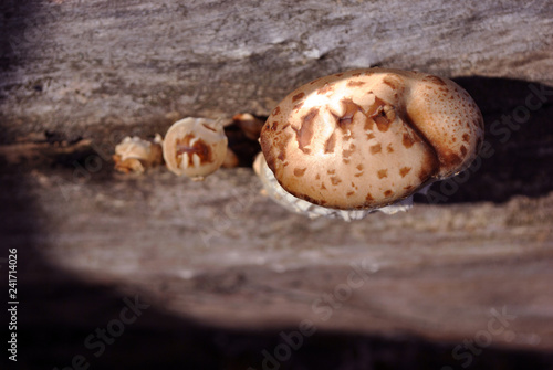 Large white mushroom fungus growing in gray tree trunk in forest, top view
