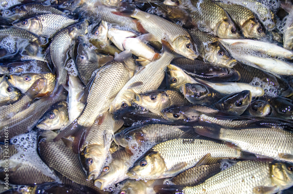 Young carp fish from a fish farm in a barrel are transported for release into the reservoir Young carp fish from a fish farm in a barrel are transported for release into the reservoir