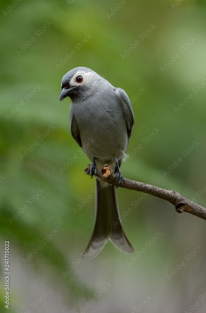 Fototapeta premium Ashy Drongo (Dicrurus leucophaeus) with green background.