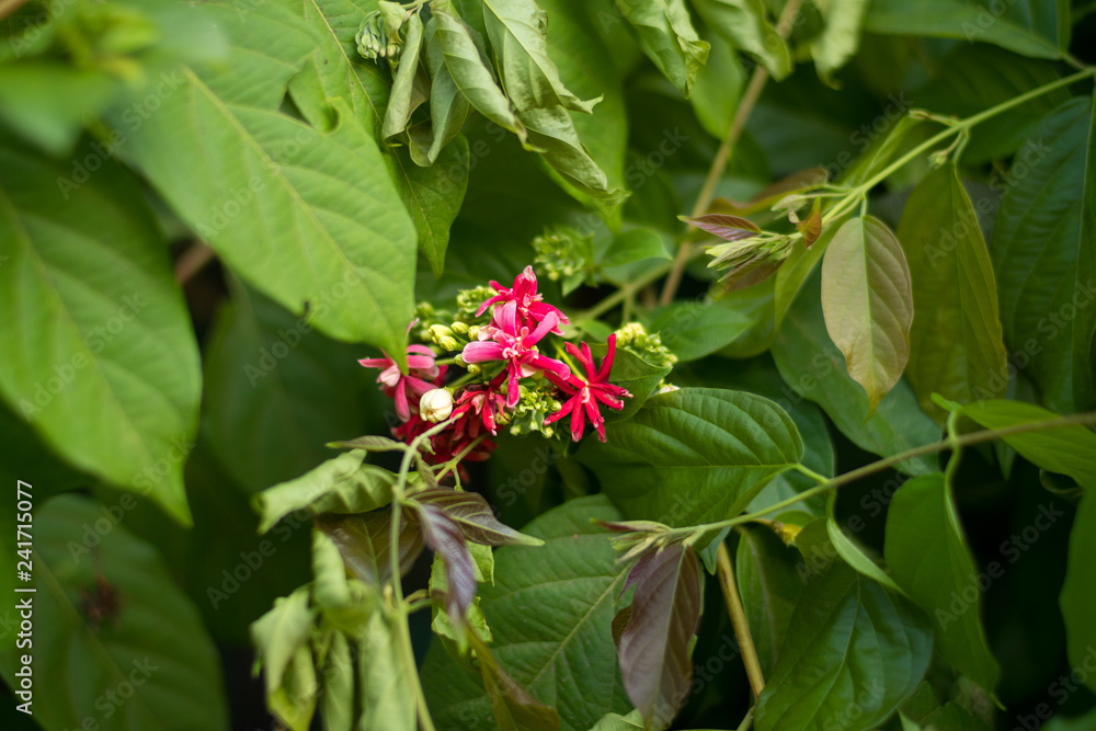 Red star flower cluster Pentas lanceolata Red star flower cluster Pentas lanceolata