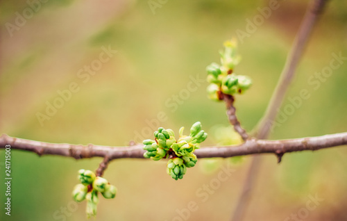 spring buds on trees
