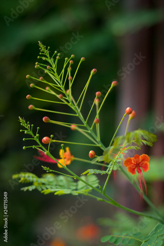 Caesalpinia pulcherrima pride of barbados flower