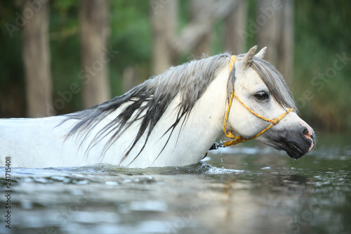 Fototapeta Naklejka Na Ścianę i Meble -  Gorgeous stallion swimming in river