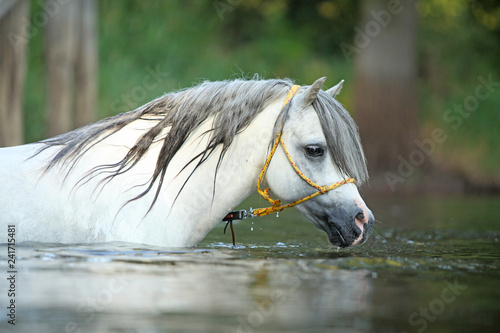 Fototapeta Naklejka Na Ścianę i Meble -  Gorgeous stallion swimming in river