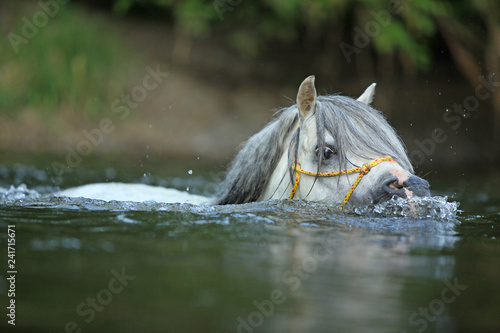 Fototapeta Naklejka Na Ścianę i Meble -  Gorgeous stallion swimming in river