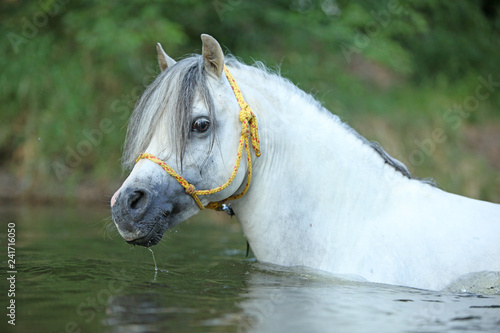 Fototapeta Naklejka Na Ścianę i Meble -  Gorgeous stallion swimming in river