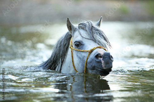 Fototapeta Naklejka Na Ścianę i Meble -  Gorgeous stallion swimming in river