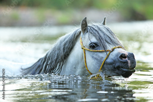 Fototapeta Naklejka Na Ścianę i Meble -  Gorgeous stallion swimming in river