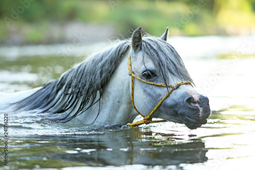 Fototapeta Naklejka Na Ścianę i Meble -  Gorgeous stallion swimming in river