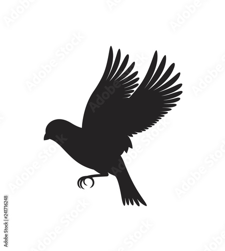 Canary silhouette. Isolated canary on white background. Bird photo