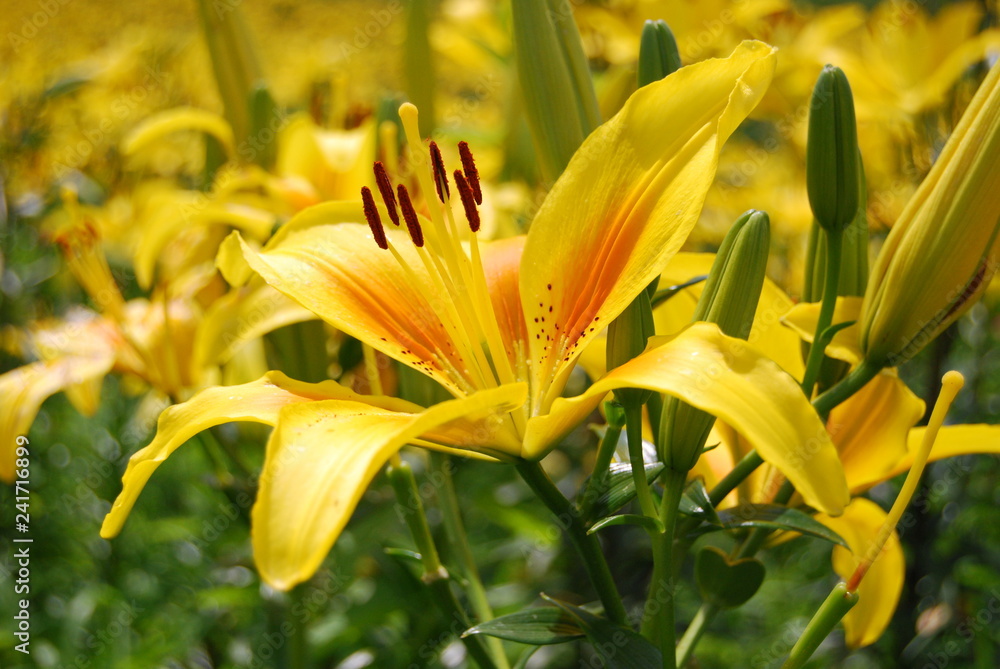 ユリの花 ユリの花