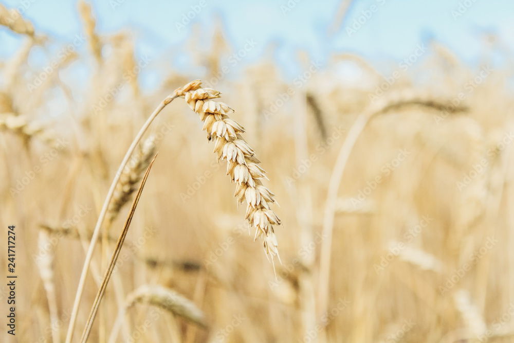 Fototapeta premium wheat field, blue sky summer