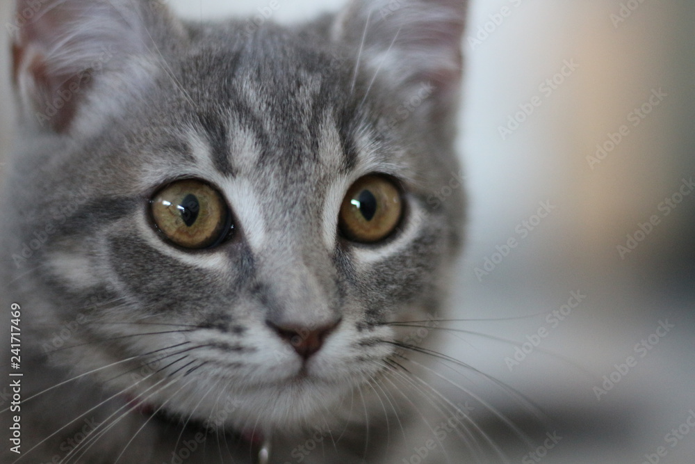 Fototapeta premium Chaton gris