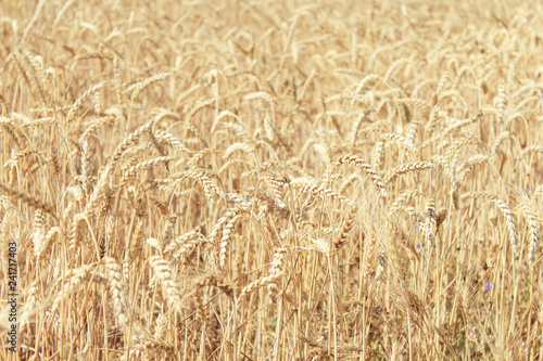 wheat field  blue sky summer