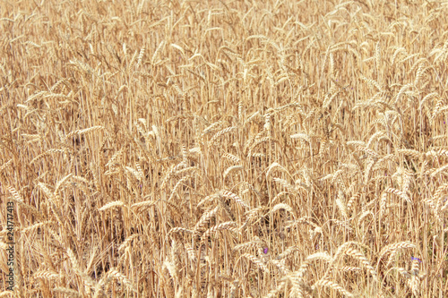 wheat field  blue sky summer
