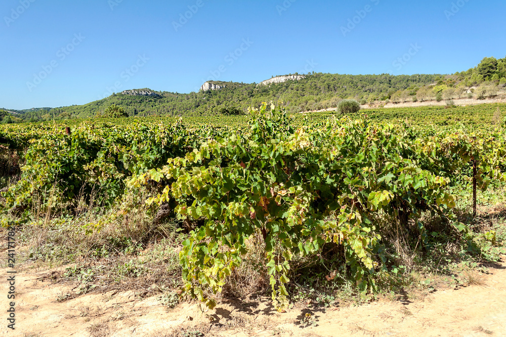Fields of vineyards in Lagrasse in the south of France on a sunny day