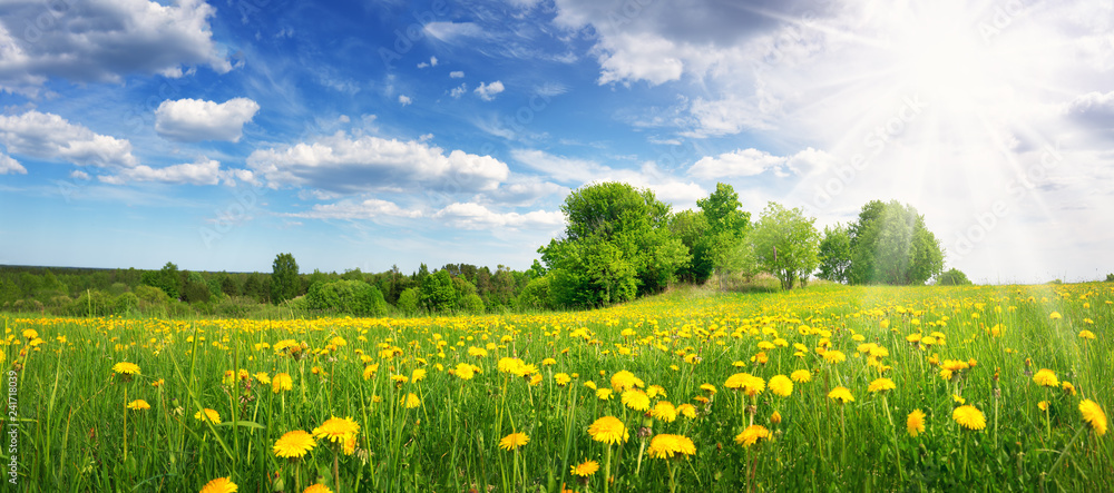 Field with dandelions and blue sky - obrazy, fototapety, plakaty 