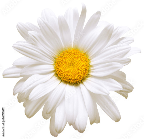 One white daisy flower isolated on white background. Flat lay, top view. Floral pattern, object © Flower Studio