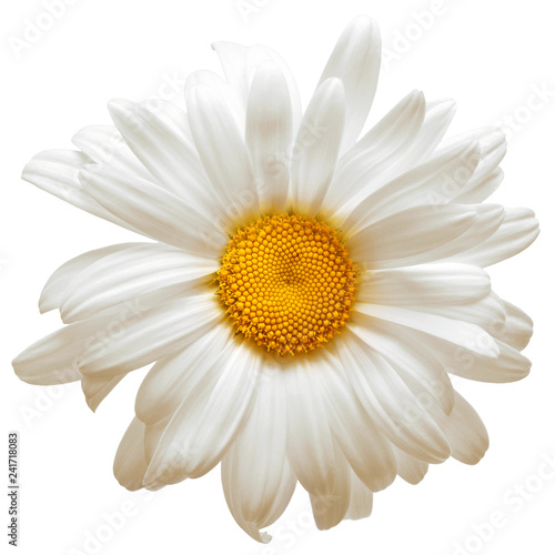 One white daisy flower isolated on white background. Flat lay, top view. Floral pattern, object © Flower Studio